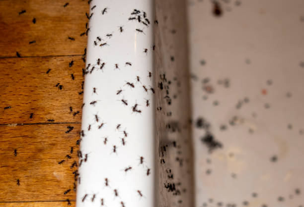 Best Bed Bug Extermination  in Ridgetop, TN